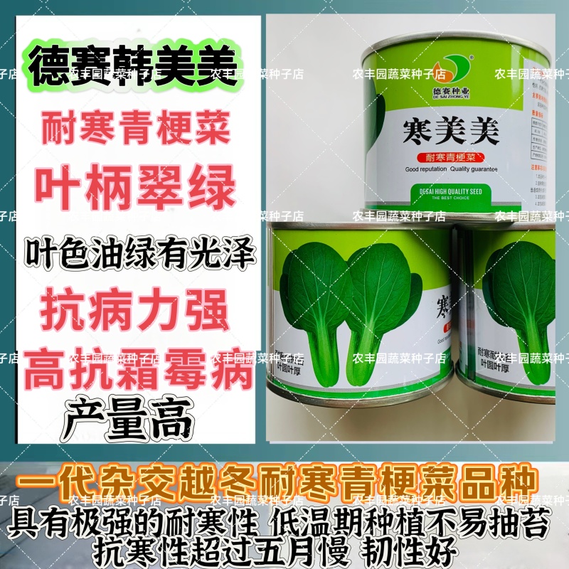 德赛寒美美青梗菜种子耐寒抗病力强青菜种子叶柄翠绿高产蔬菜