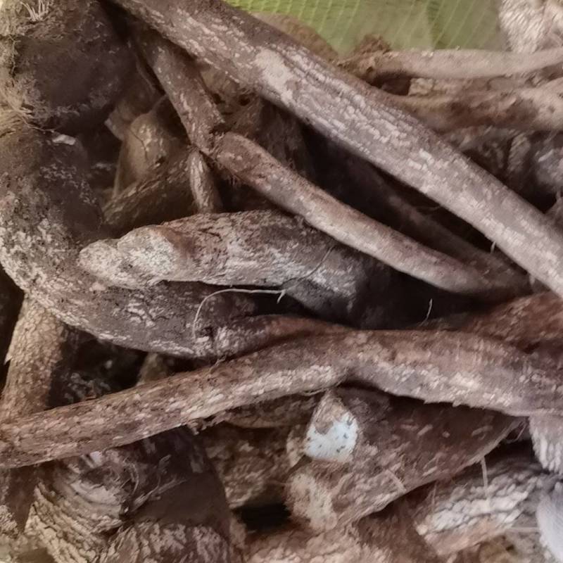 野生栝蒌根，吊瓜根。精品野生瓜蒌根