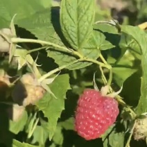 最适合采摘园种植的草莓型的树莓，产量高，果超大，