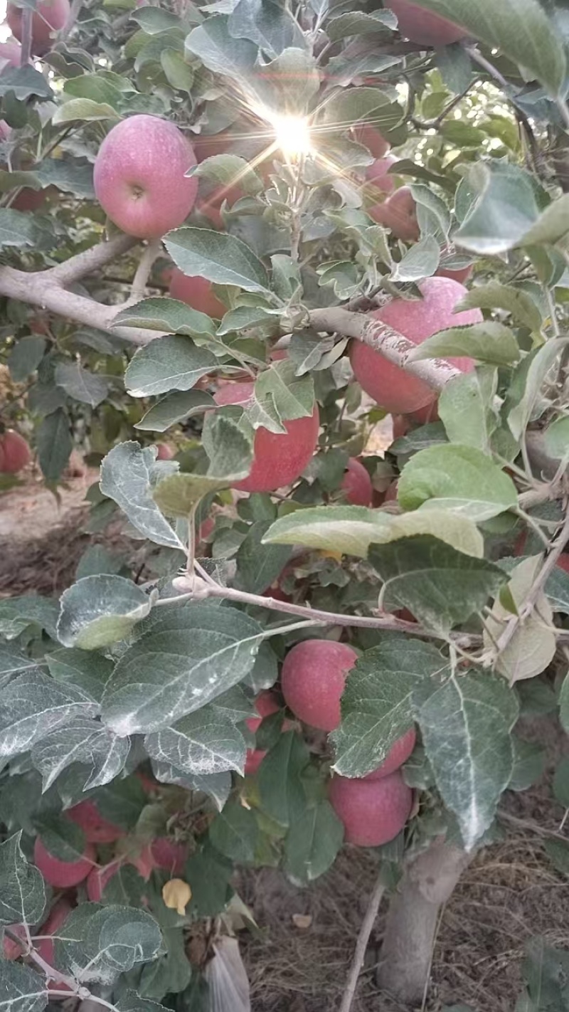 冰糖心苹果
