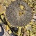 吉林精选葵花籽363、377等大量供应，产地一手货源