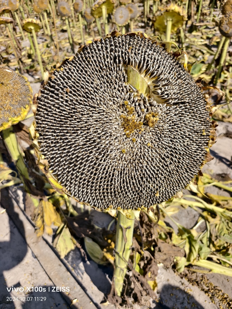 吉林精选葵花籽363、377等大量供应，产地一手货源