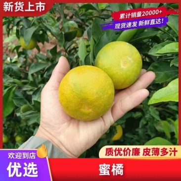 【热卖】精品蜜橘供应市场商超电商品质量大价优