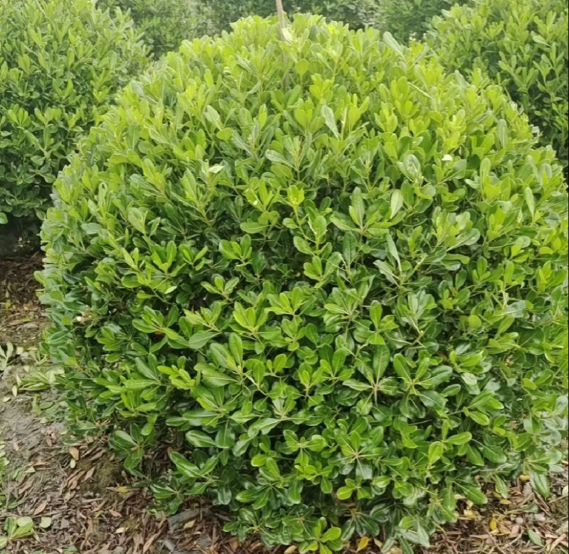 海桐苗各个规格齐全，苗圃植发价格美丽欢迎老板电话联系