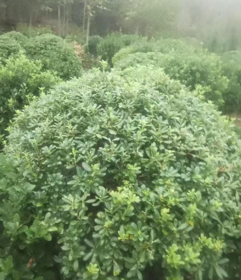 海桐苗各个规格齐全，苗圃植发价格美丽欢迎老板电话联系