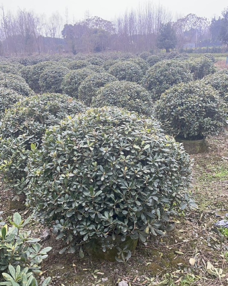 海桐苗各个规格齐全，苗圃植发价格美丽欢迎老板电话联系