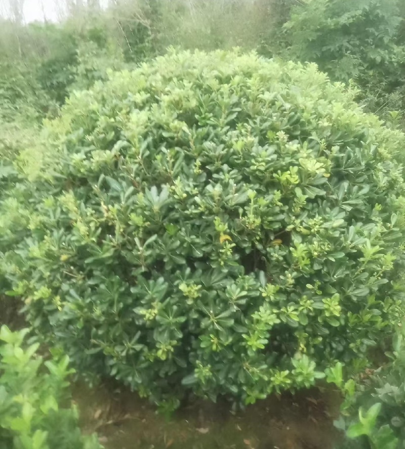海桐苗各个规格齐全，苗圃植发价格美丽欢迎老板电话联系