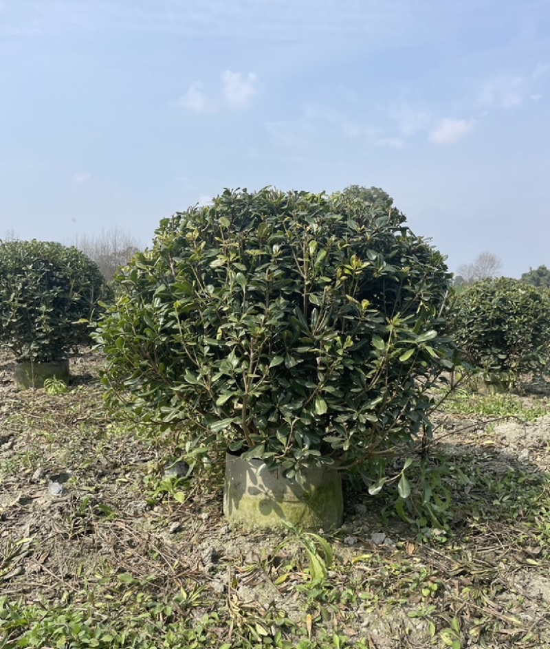 海桐苗各个规格齐全，苗圃植发价格美丽欢迎老板电话联系