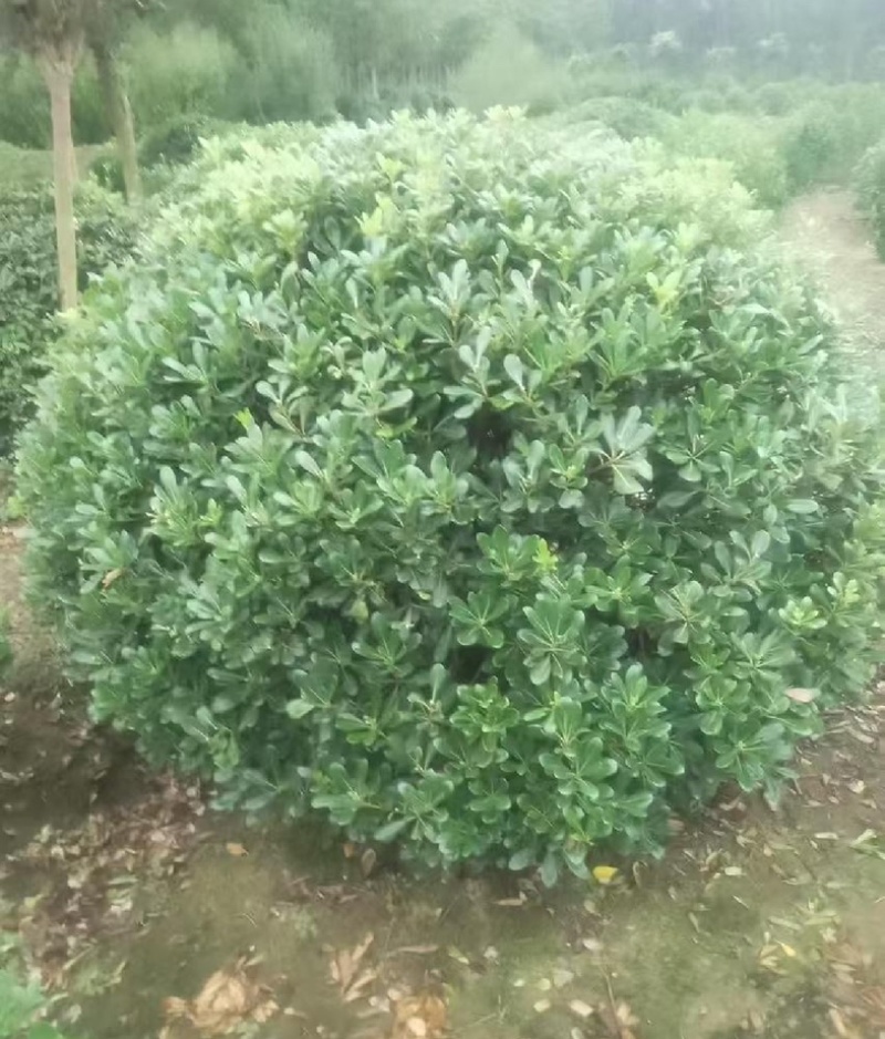海桐苗各个规格齐全，苗圃植发价格美丽欢迎老板电话联系