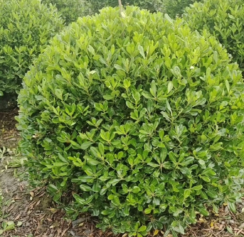 海桐苗各个规格齐全，苗圃植发价格美丽欢迎老板电话联系