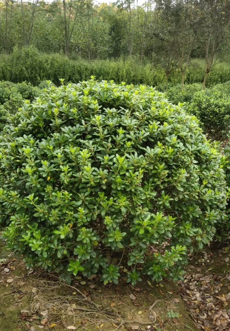 海桐苗各个规格齐全，苗圃植发价格美丽欢迎老板电话联系