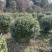 海桐苗各个规格齐全，苗圃植发价格美丽欢迎老板电话联系