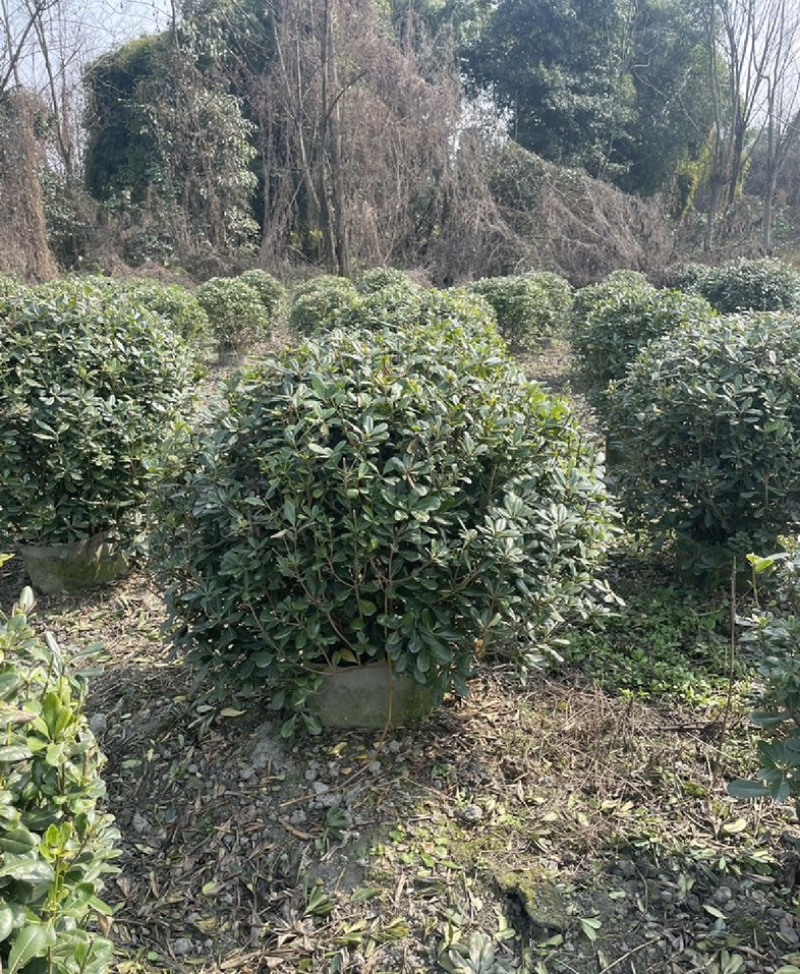 海桐苗各个规格齐全，苗圃植发价格美丽欢迎老板电话联系