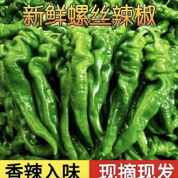 【今日推荐】安徽宿州螺丝椒可视频看货对接全国