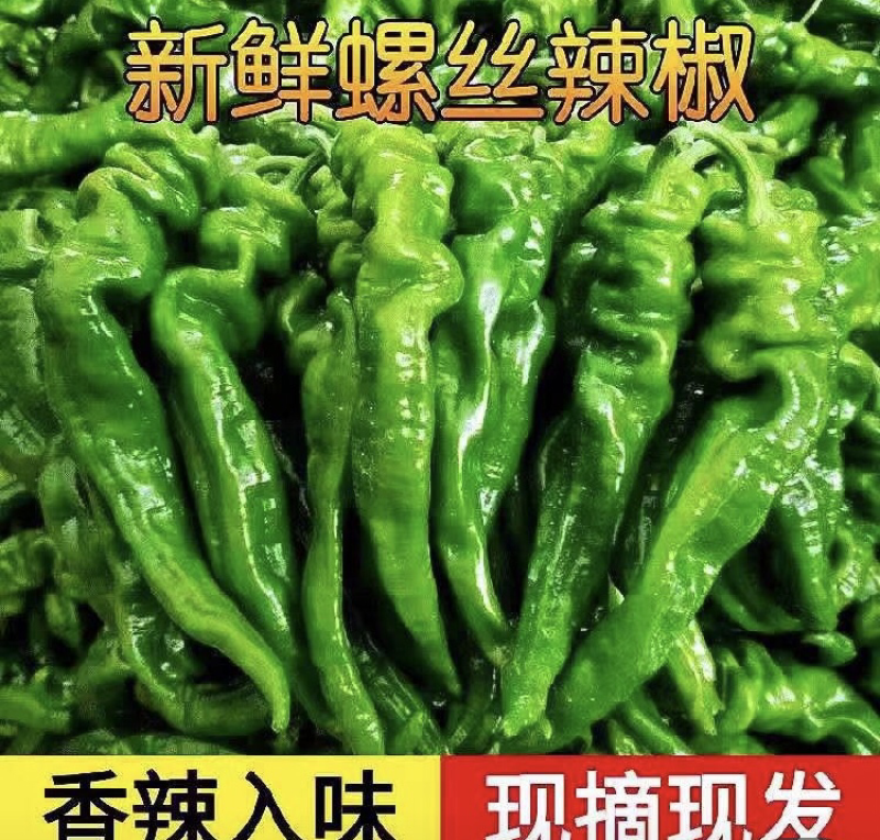【今日推荐】安徽宿州螺丝椒可视频看货对接全国