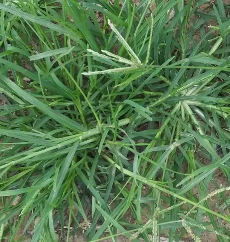 野生牛筋草种子千千踏蟋蟀草老牛拽忝仔草千金草牛耕草种籽