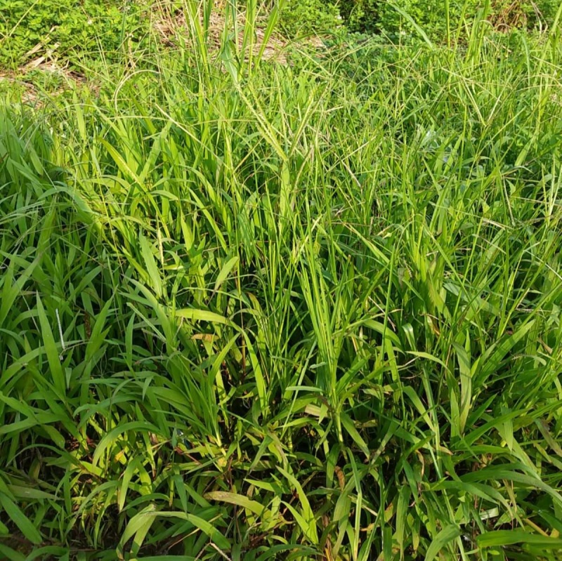 野生牛筋草种子千千踏蟋蟀草老牛拽忝仔草千金草牛耕草种籽