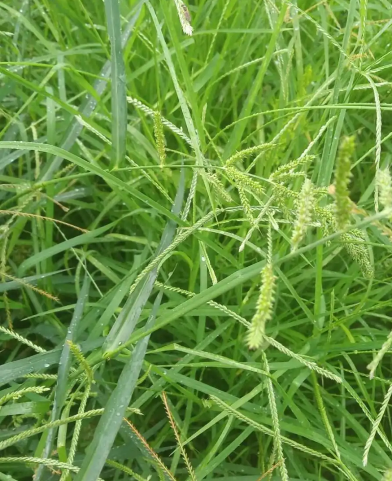 野生牛筋草种子千千踏蟋蟀草老牛拽忝仔草千金草牛耕草种籽