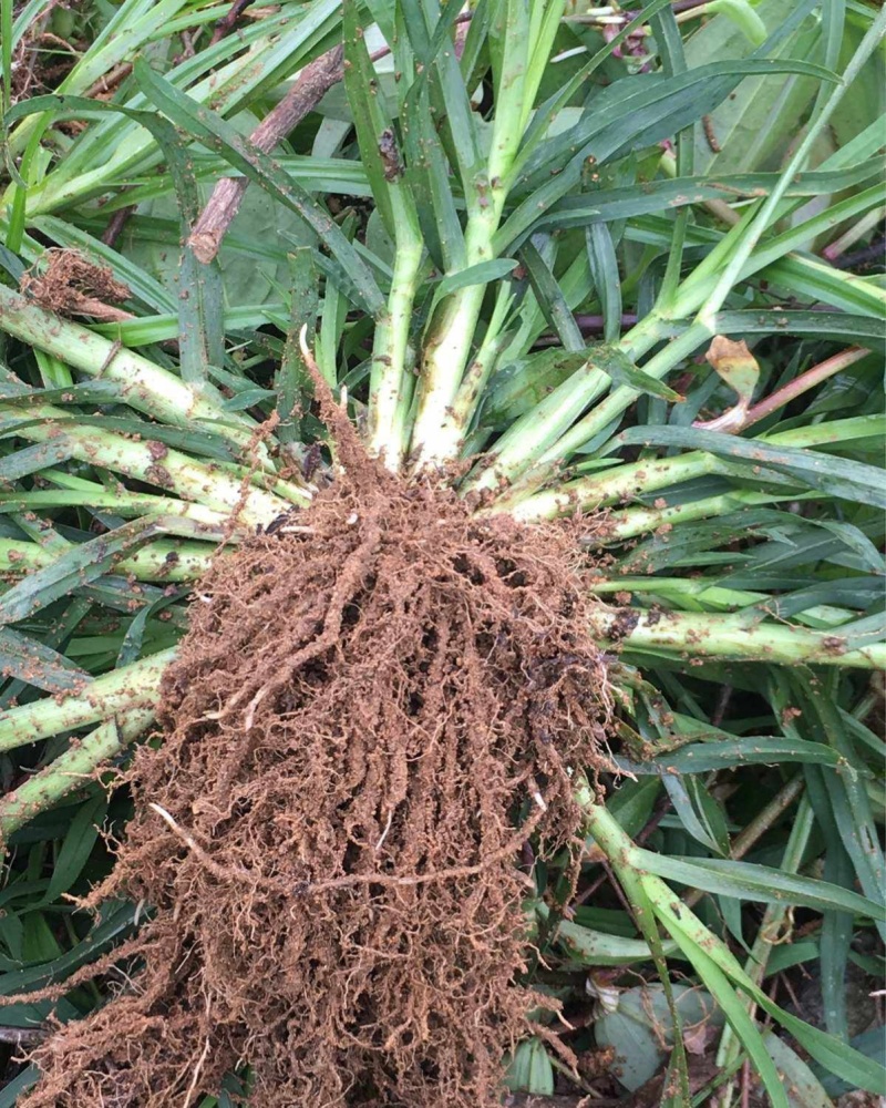 野生牛筋草种子千千踏蟋蟀草老牛拽忝仔草千金草牛耕草种籽