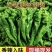 【今日推荐】安徽宿州螺丝椒可视频看货对接全国