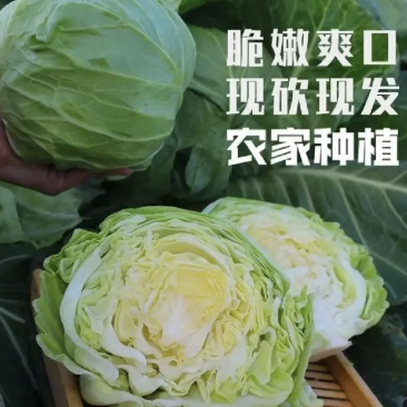【推荐】安徽宿州圆包菜一手货源可视频看货对接全国