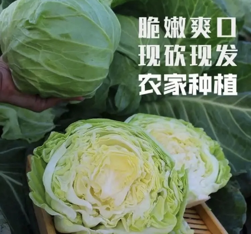 【推荐】安徽宿州圆包菜一手货源可视频看货对接全国