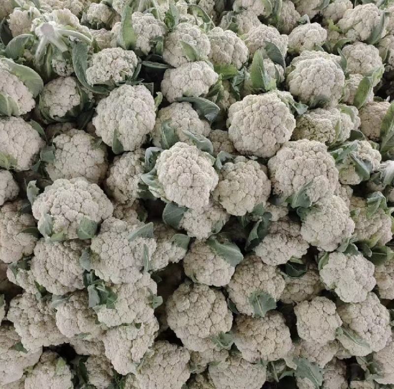 安徽宿州花菜松花菜产地直发可视频看货对接全国