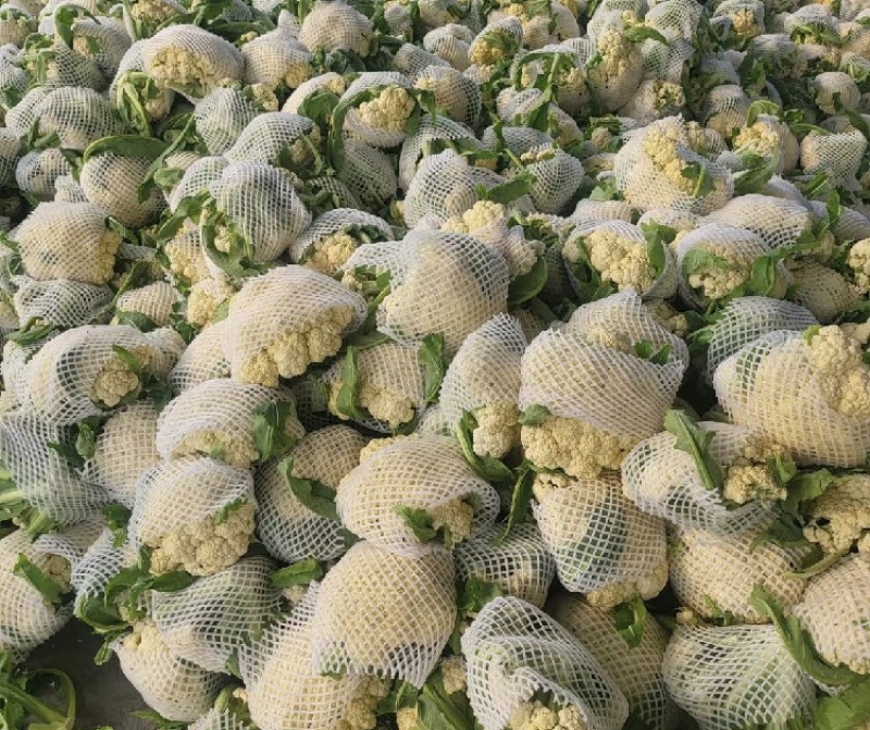 安徽宿州花菜松花菜产地直发可视频看货对接全国