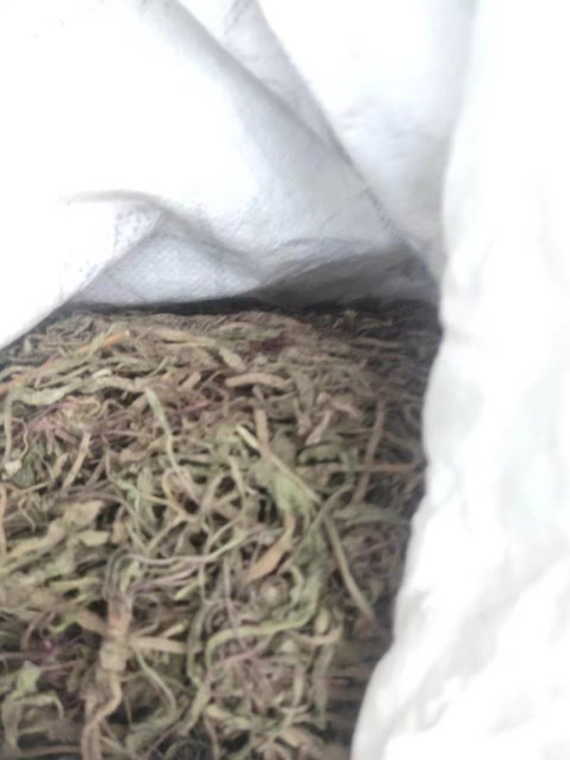 野生蒲公英，整棵，现货现发，货源保证，产地直发