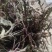 野生蒲公英，整棵，现货现发，货源保证，产地直发