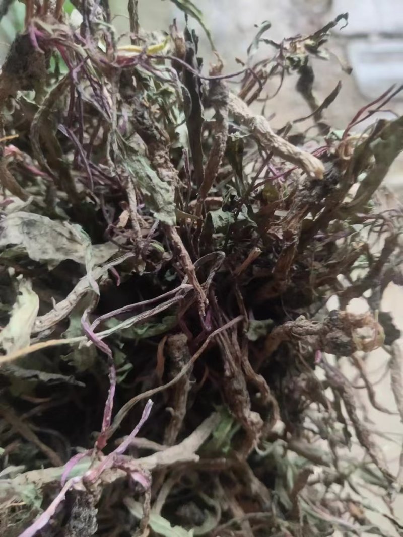 野生蒲公英，整棵，现货现发，货源保证，产地直发