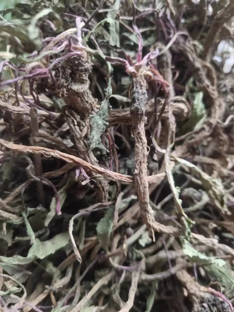野生蒲公英，整棵，现货现发，货源保证，产地直发
