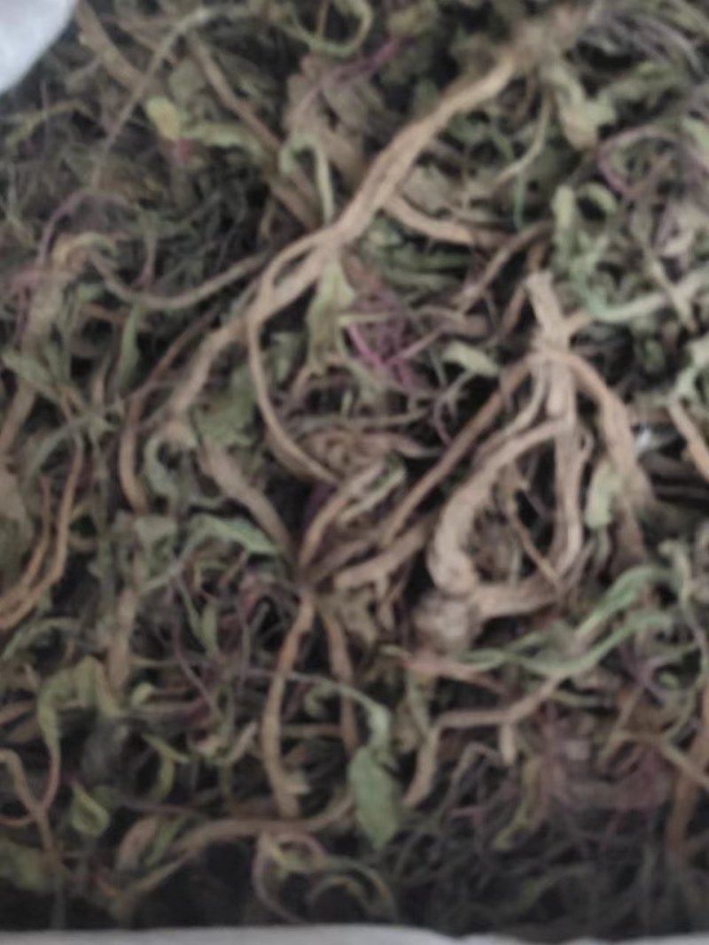 野生蒲公英，整棵，现货现发，货源保证，产地直发