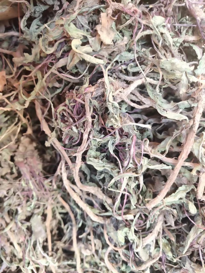 野生蒲公英，整棵，现货现发，货源保证，产地直发