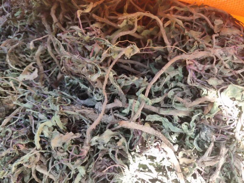 野生蒲公英，整棵，现货现发，货源保证，产地直发