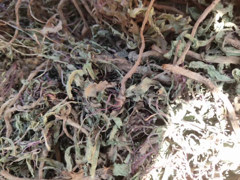 野生蒲公英，整棵，现货现发，货源保证，产地直发