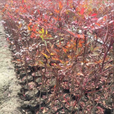 南天竹各规格齐全苗圃发货价格美丽量大从优欢迎合作