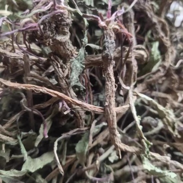 野生蒲公英，整棵，现货现发，货源保证，产地直发