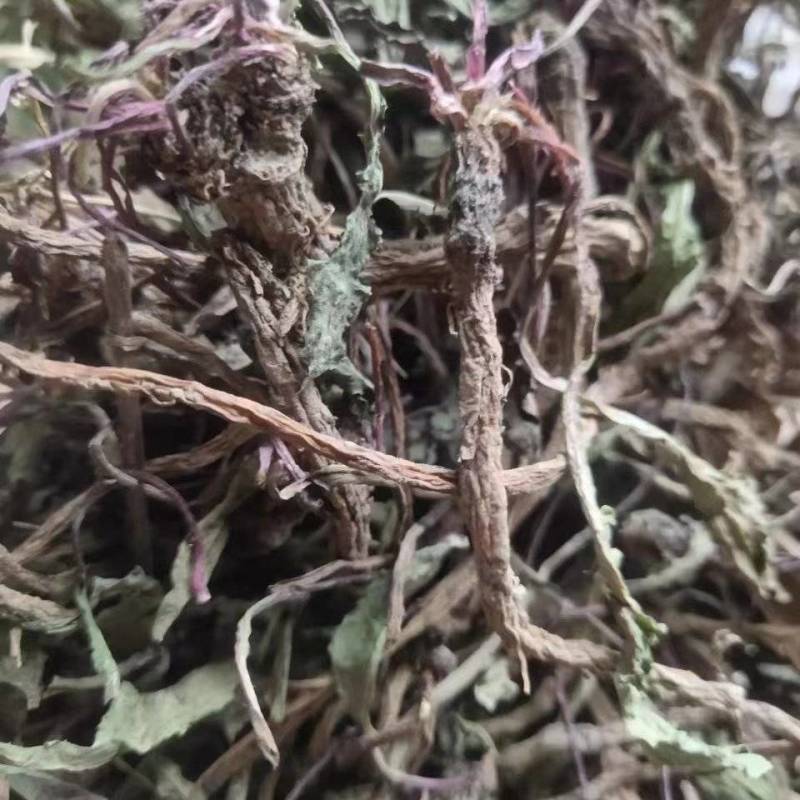 野生蒲公英，整棵，现货现发，货源保证，产地直发