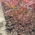 南天竹各规格齐全苗圃发货价格美丽量大从优欢迎合作