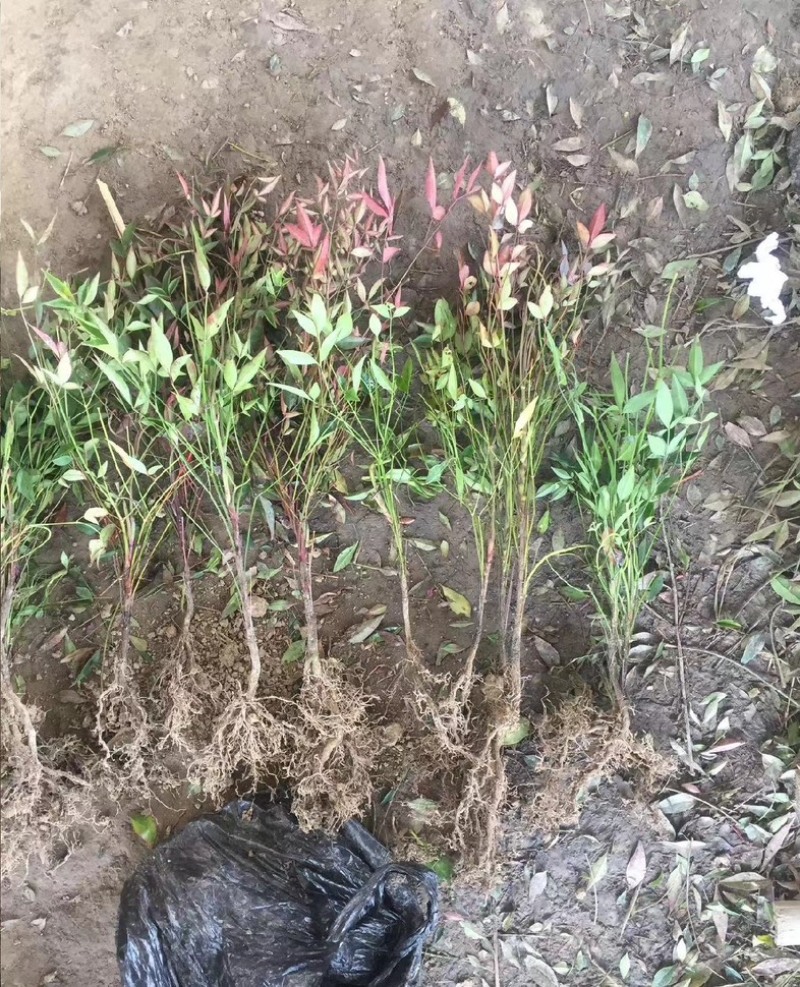 南天竹各规格齐全苗圃发货价格美丽量大从优欢迎合作