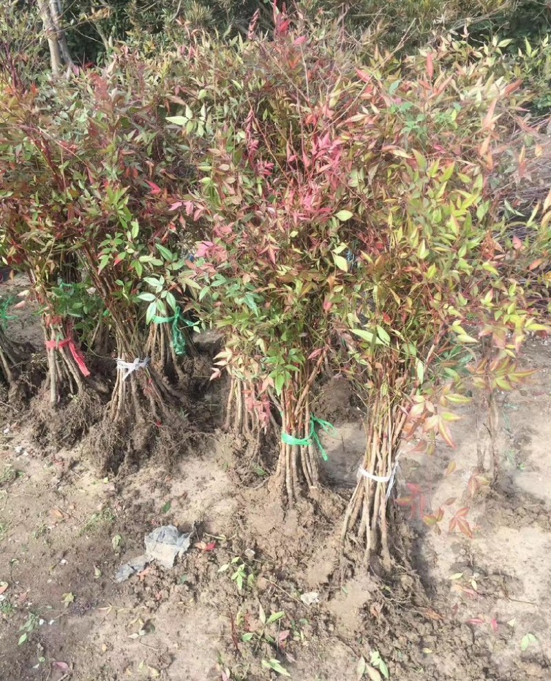南天竹各规格齐全苗圃发货价格美丽量大从优欢迎合作