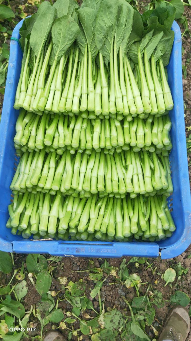 广东菜心，物美价廉，诚信经营，长期合作，欢迎来电