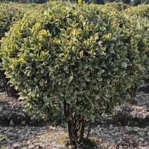 金边黄杨全规格苗圃植发价格美丽欢迎老板电话拿货！
