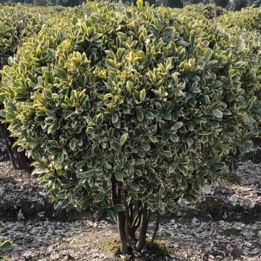 金边黄杨全规格苗圃植发价格美丽欢迎老板电话拿货！