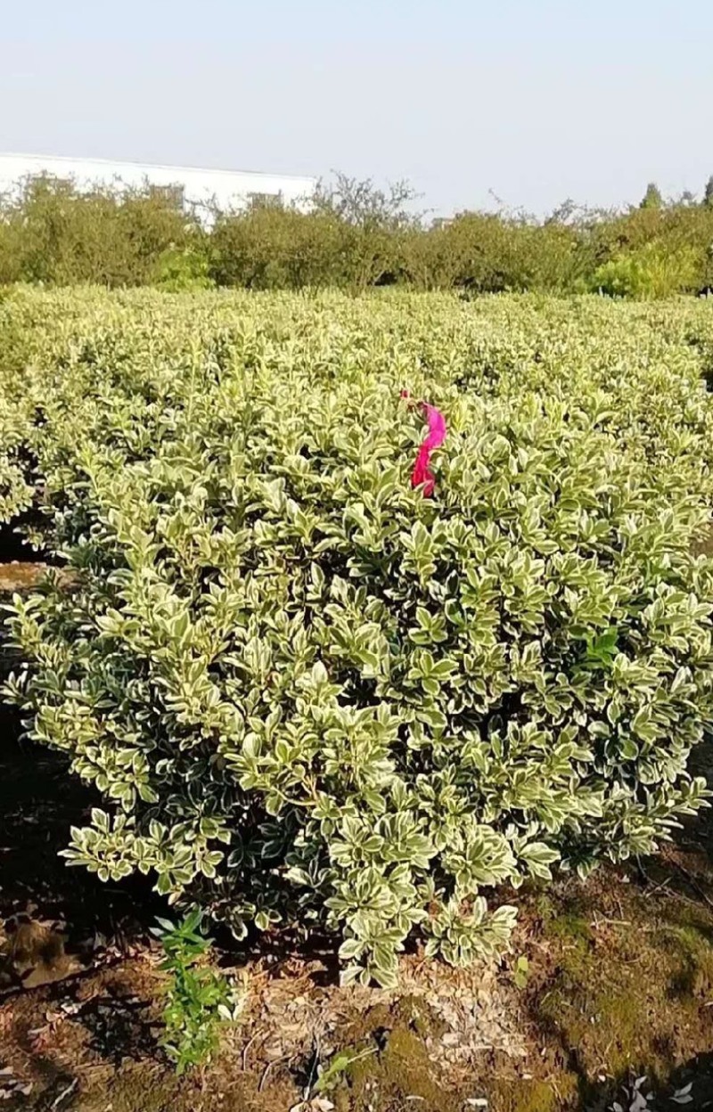 大叶黄杨大量上新规格全齐价格美丽需要的老板速速来电