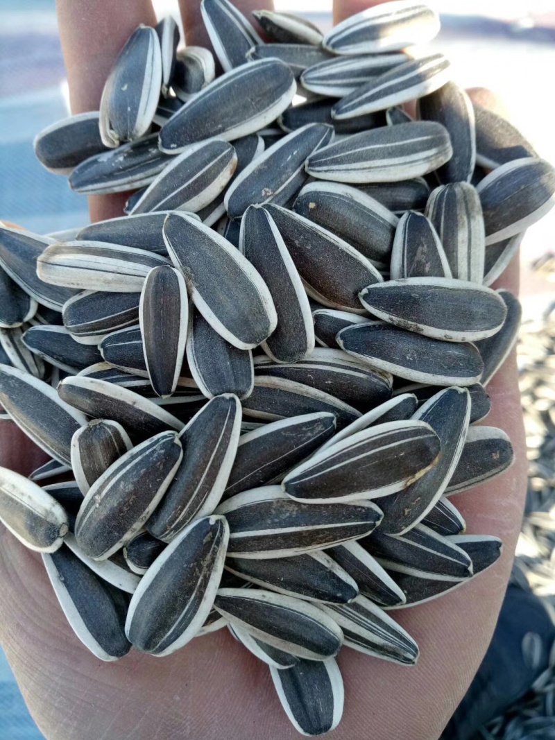 内蒙通辽精选葵花籽，大吨位供应，产地一手货源，量大从优