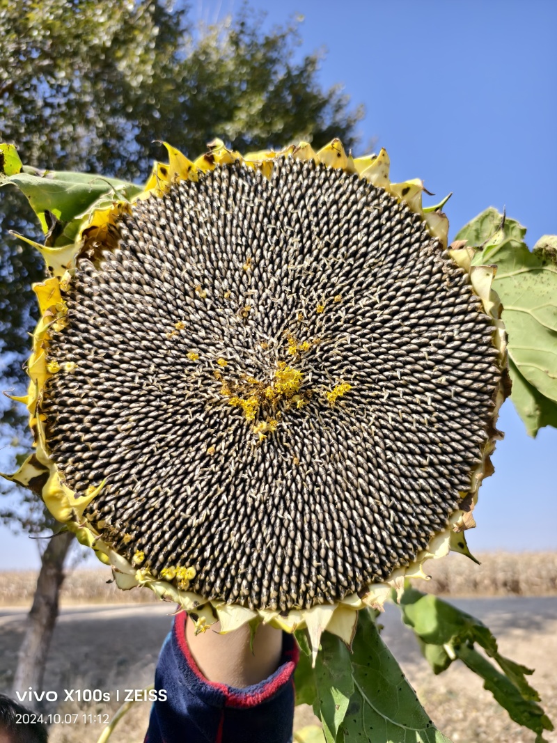 内蒙通辽精选葵花籽，大吨位供应，产地一手货源，量大从优