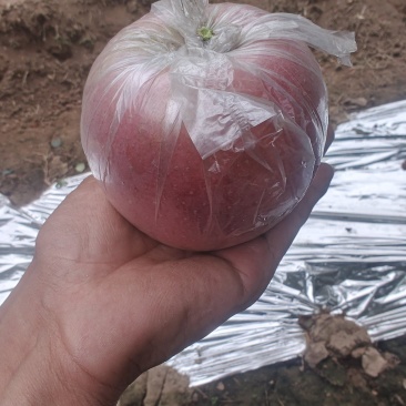 本地红富市苹果，单模，纸加模大批量供应。