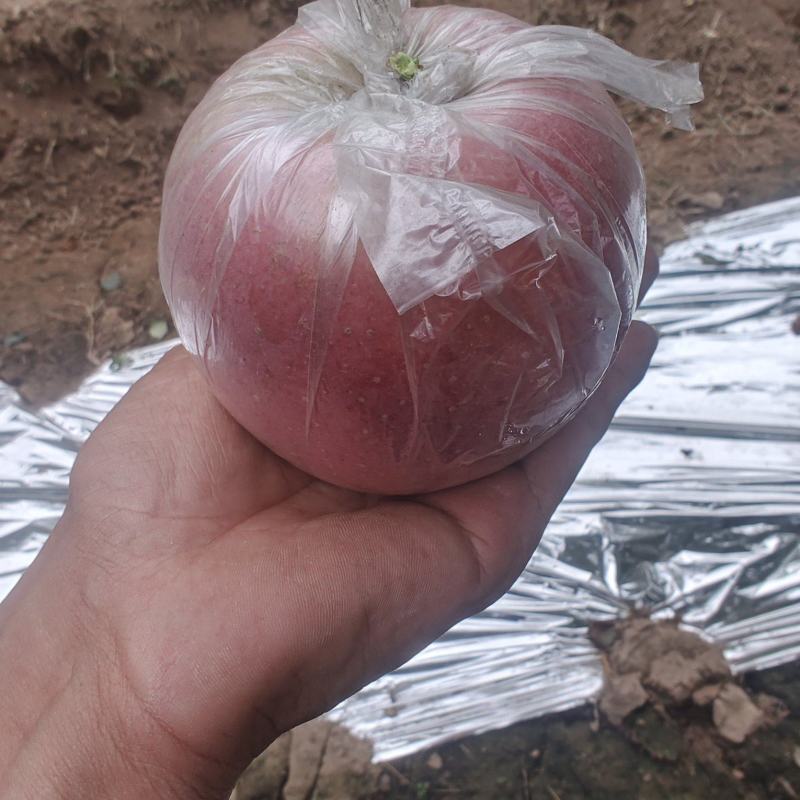 本地红富市苹果，单模，纸加模大批量供应。